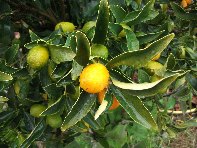 Pietra_Monaca - Pietra_Monaca_Citrus_nobilis_20101230 017.jpg